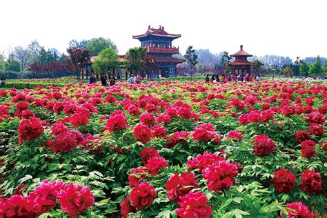  Luoyang Peony Garden - Kevään väriloisto ja historiallista kauneutta!